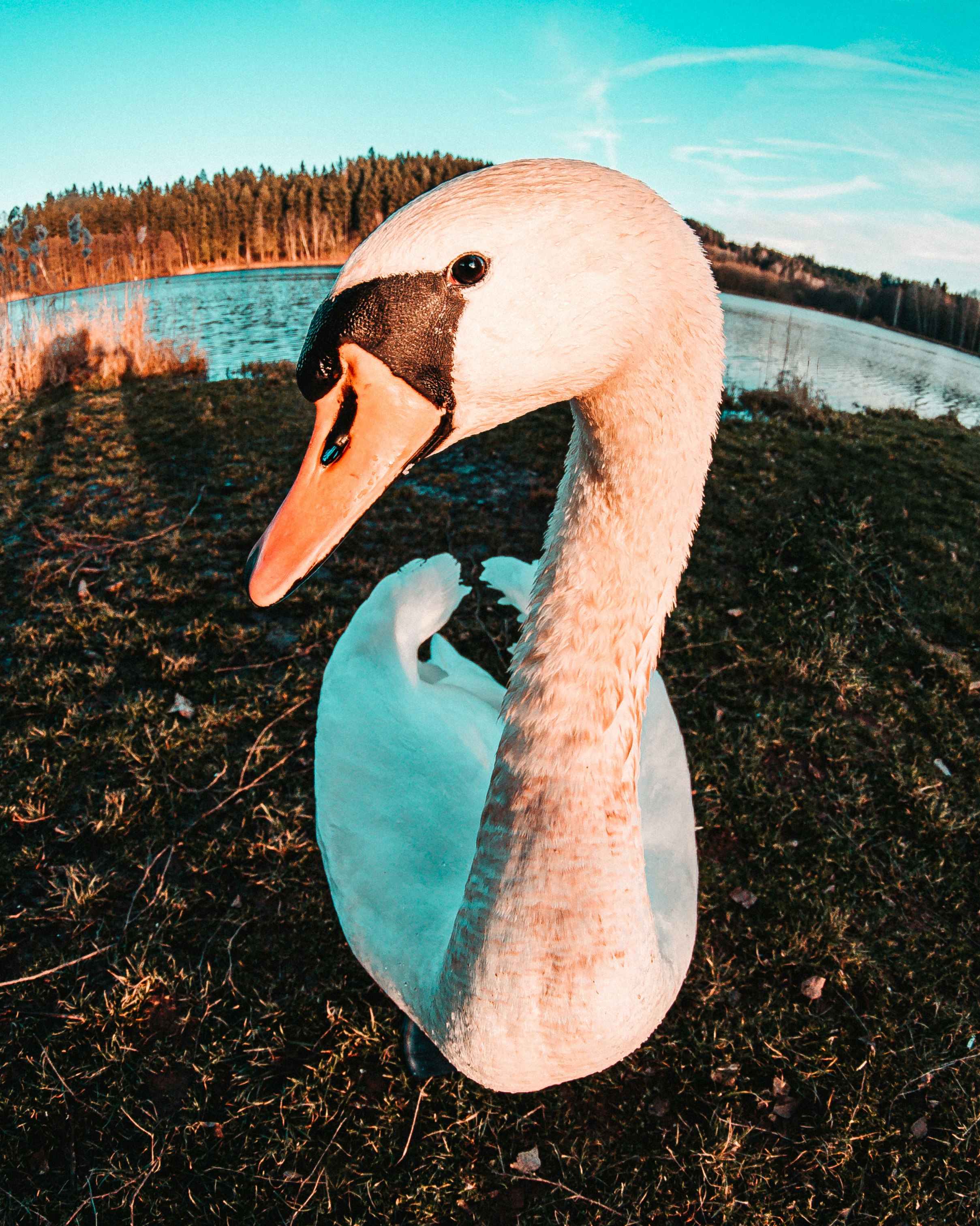 white swan on body of water during daytime